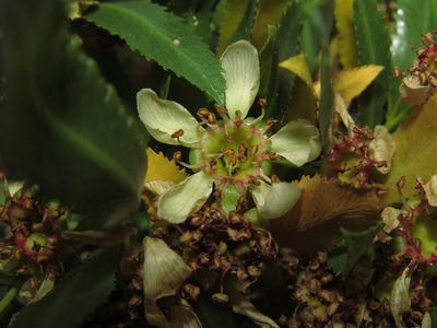 Kageneckia angustifolia, photographed by Nicolás Lavandero