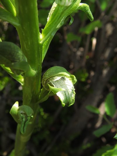 Chloraea cylindrostachya, photographed by Nicolás Lavandero