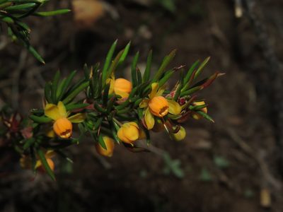 Berberis empetrifolia, photographed by Nicolás Lavandero