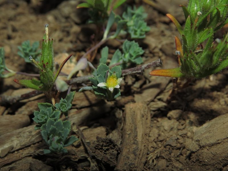 Chaetanthera euphrasioides, photographed by Nicolás Lavandero