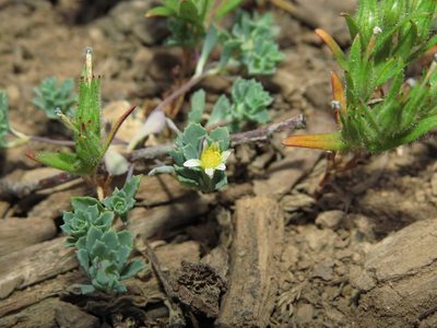 Chaetanthera euphrasioides, photographed by Nicolás Lavandero