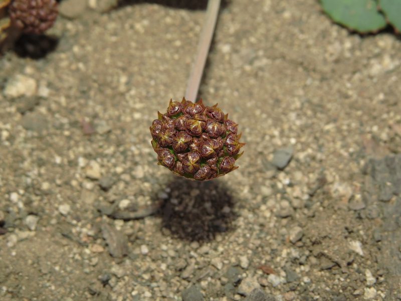 Pozoa coriacea, photographed by Nicolás Lavandero
