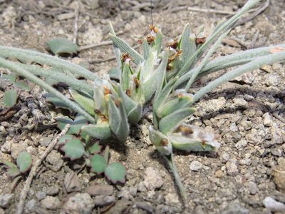 Olsynium chrysochromum, photographed by Nicolás Lavandero