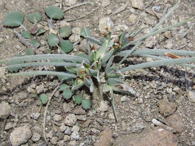 Olsynium chrysochromum, photographed by Nicolás Lavandero