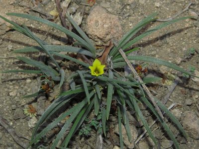 Olsynium chrysochromum, photographed by Nicolás Lavandero