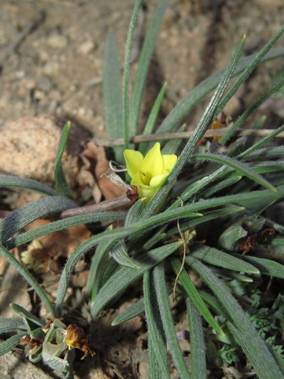 Olsynium chrysochromum, photographed by Nicolás Lavandero