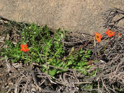 Geum quellyon, photographed by Nicolás Lavandero
