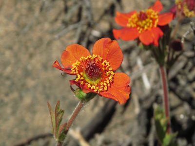 Geum quellyon, photographed by Nicolás Lavandero