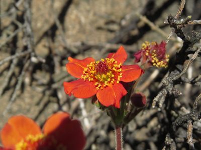 Geum quellyon, photographed by Nicolás Lavandero