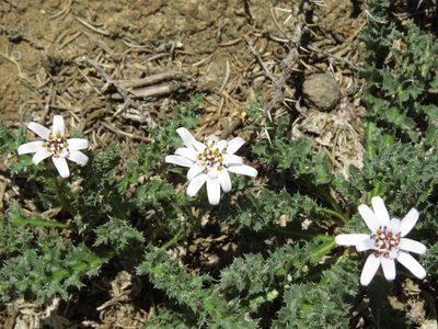 Perezia carthamoides, photographed by Nicolás Lavandero