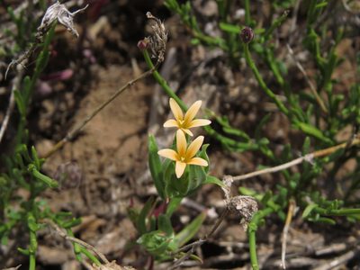 Collomia biflora, photographed by Nicolás Lavandero