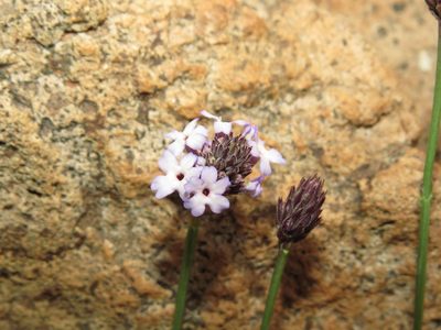 Junellia spathulata, photographed by Nicolás Lavandero
