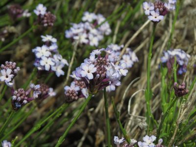 Junellia spathulata, photographed by Nicolás Lavandero