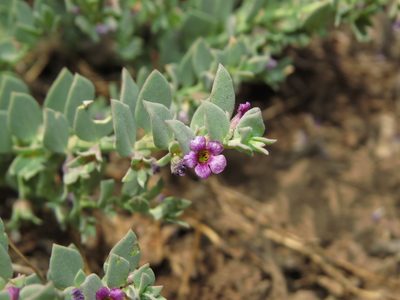 Melosperma andicola, photographed by Nicolás Lavandero