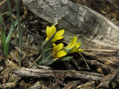 Olsynium chrysochromum, photographed by Nicolás Lavandero