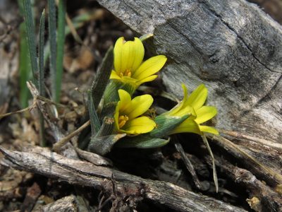Olsynium chrysochromum, photographed by Nicolás Lavandero