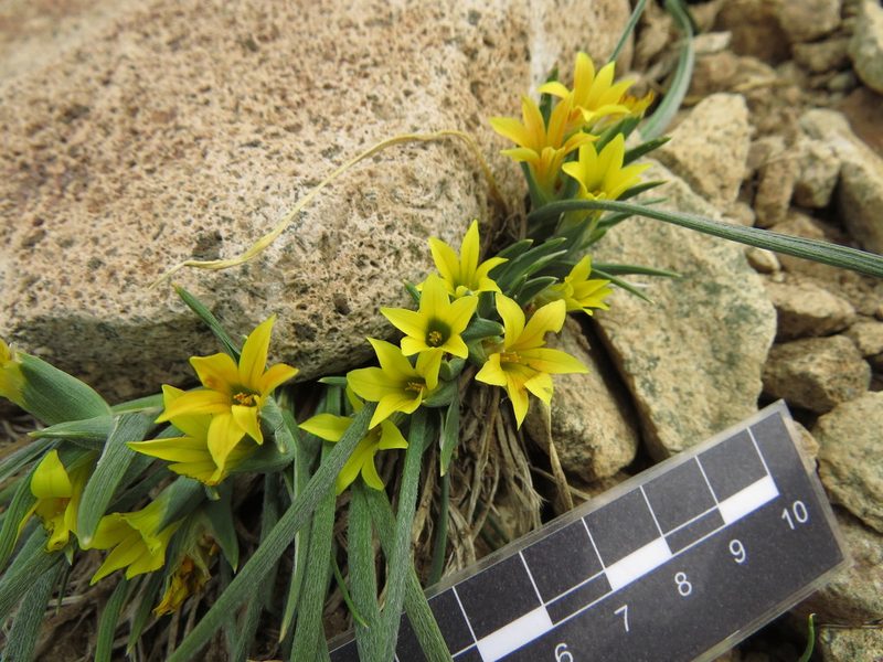 Olsynium chrysochromum, photographed by Nicolás Lavandero