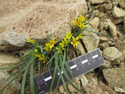 Olsynium chrysochromum, photographed by Nicolás Lavandero