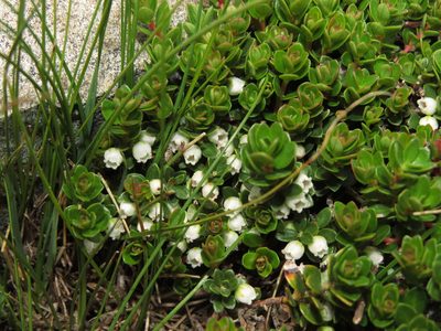 Gaultheria pumila, photographed by Nicolás Lavandero