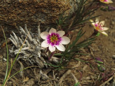 Montiopsis andicola, photographed by Nicolás Lavandero