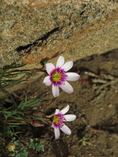 Montiopsis andicola, photographed by Nicolás Lavandero