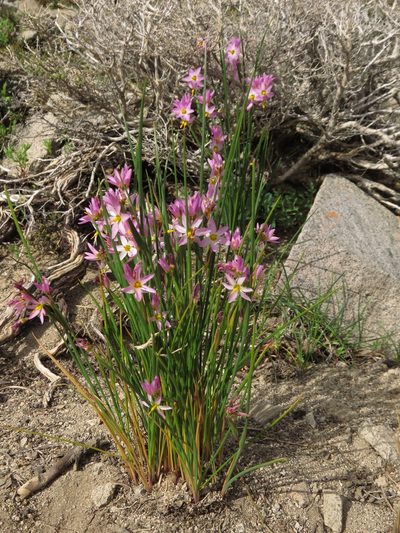 Olsynium scirpoideum, photographed by Nicolás Lavandero