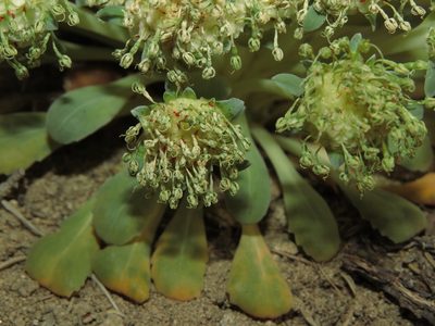 Gamocarpha scapigera, photographed by Nicolás Lavandero