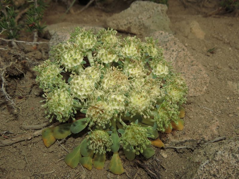 Gamocarpha scapigera, photographed by Nicolás Lavandero