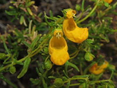 Calceolaria hypericina, photographed by Nicolás Lavandero
