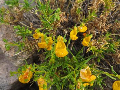 Calceolaria hypericina, photographed by Nicolás Lavandero