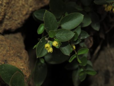 Diplolepis mucronata, photographed by Nicolás Lavandero