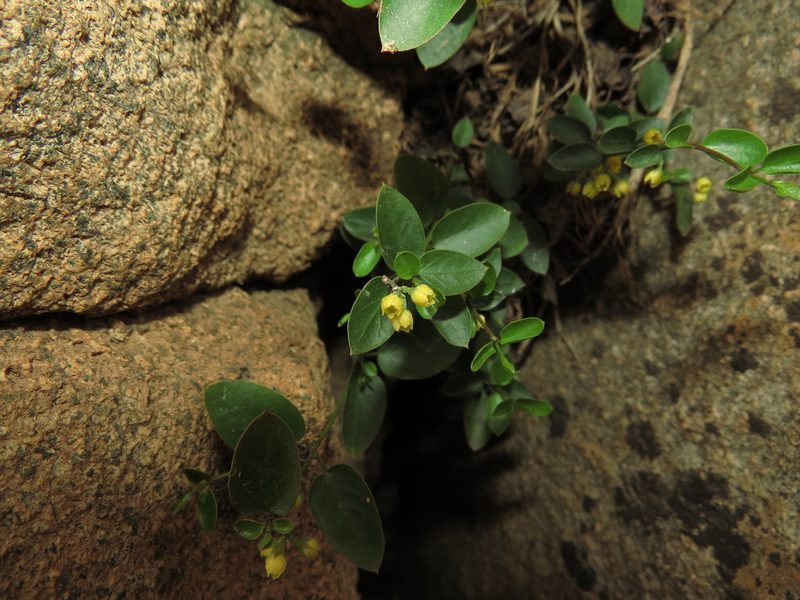 Diplolepis mucronata, photographed by Nicolás Lavandero
