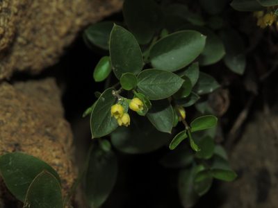 Diplolepis mucronata, photographed by Nicolás Lavandero