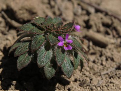 Viola subandina, photographed by Nicolás Lavandero