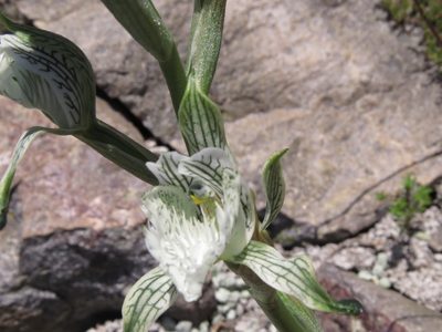 Chloraea prodigiosa, photographed by Nicolás Lavandero