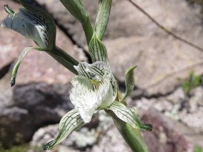 Chloraea prodigiosa, photographed by Nicolás Lavandero