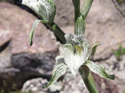 Chloraea prodigiosa, photographed by Nicolás Lavandero