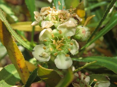 Kageneckia angustifolia, photographed by Nicolás Lavandero