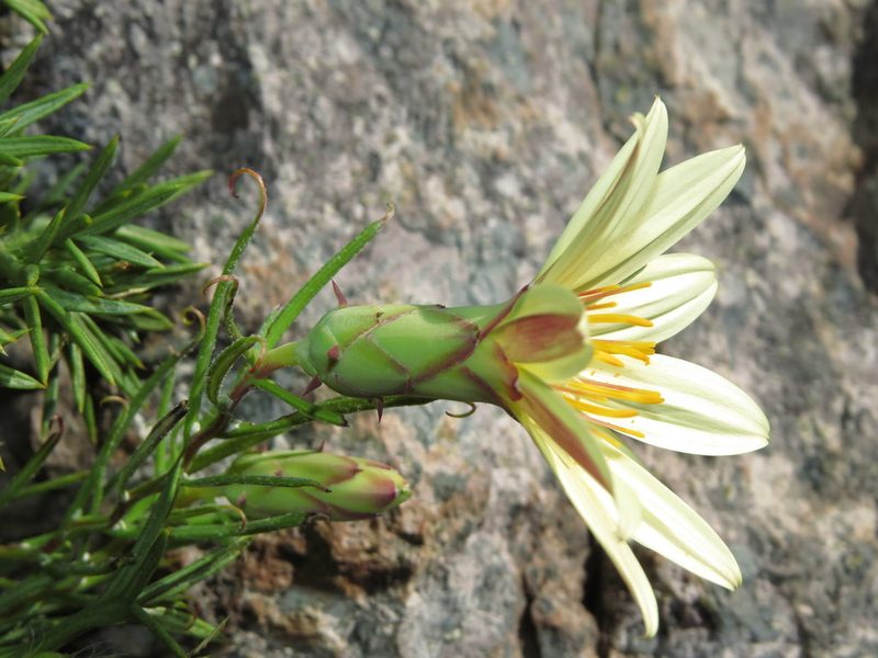 Mutisia rosea, photographed by Nicolás Lavandero