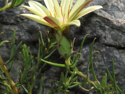 Mutisia rosea, photographed by Nicolás Lavandero
