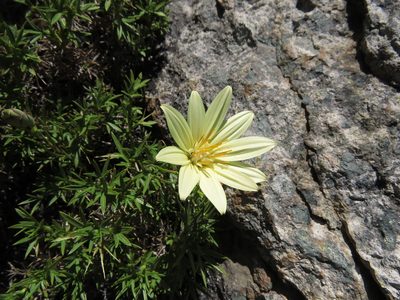 Mutisia rosea, photographed by Nicolás Lavandero