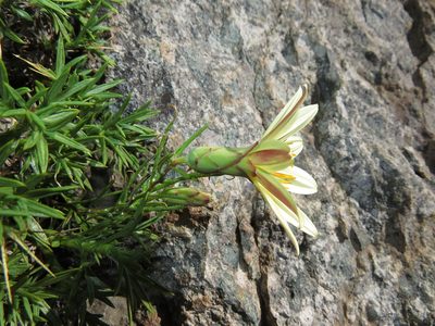 Mutisia rosea, photographed by Nicolás Lavandero