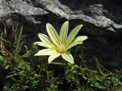 Mutisia rosea, photographed by Nicolás Lavandero