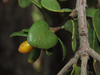 Tristerix verticillatus, photographed by Nicolás Lavandero