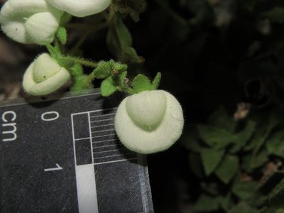 Calceolaria nitida, photographed by Nicolás Lavandero