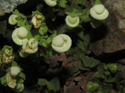 Calceolaria nitida, photographed by Nicolás Lavandero