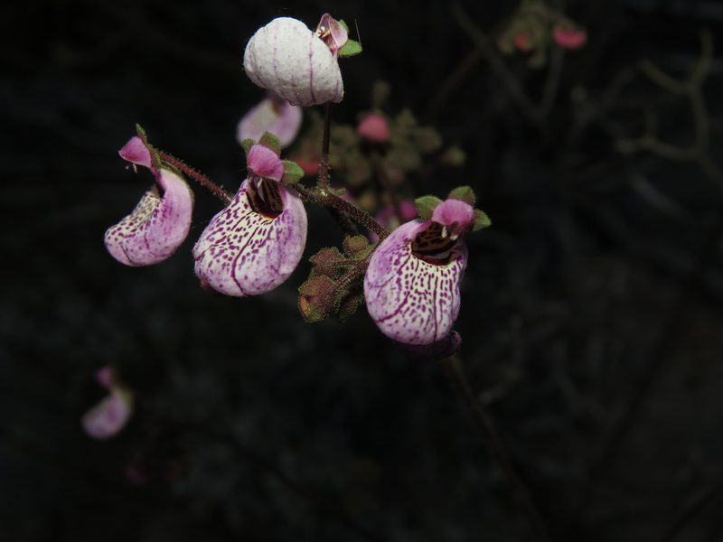 Calceolaria cana, photographed by Nicolás Lavandero