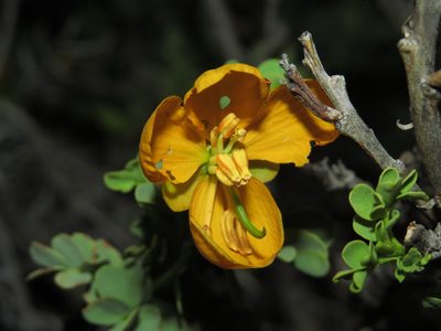 Senna arnottiana, photographed by Nicolás Lavandero