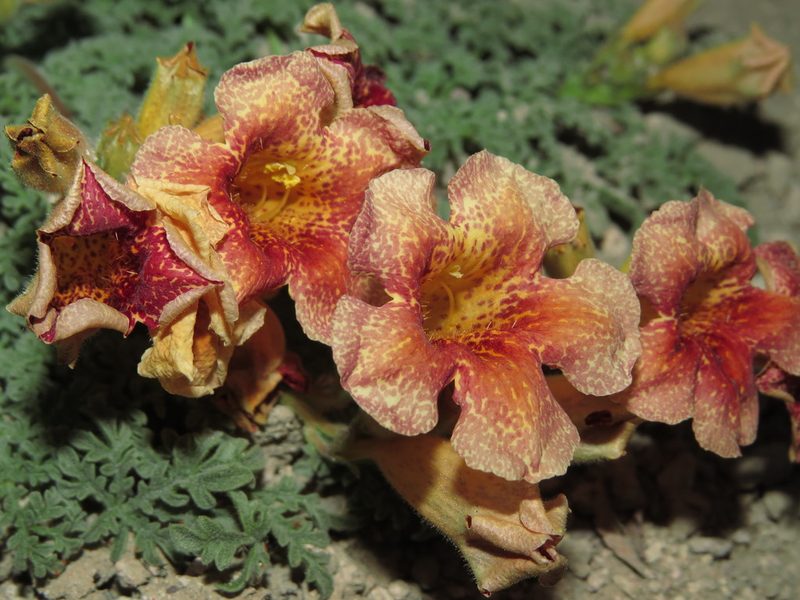 Argylia adscendens, photographed by Nicolás Lavandero