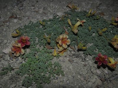 Argylia adscendens, photographed by Nicolás Lavandero